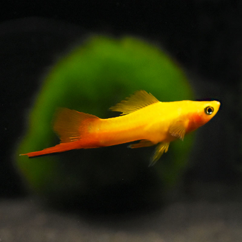 Schwertträger Gold, Xiphophorus helleri var. Gold